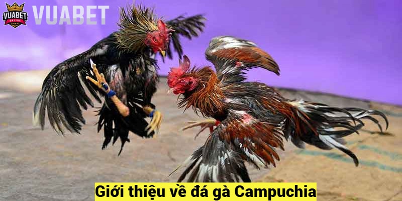 Giới thiệu về đá gà Campuchia