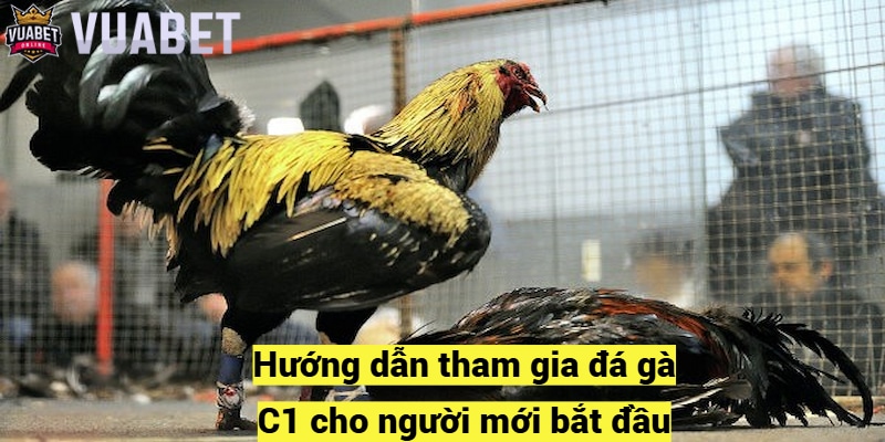 Hướng dẫn tham gia đá gà C1 cho người mới bắt đầu