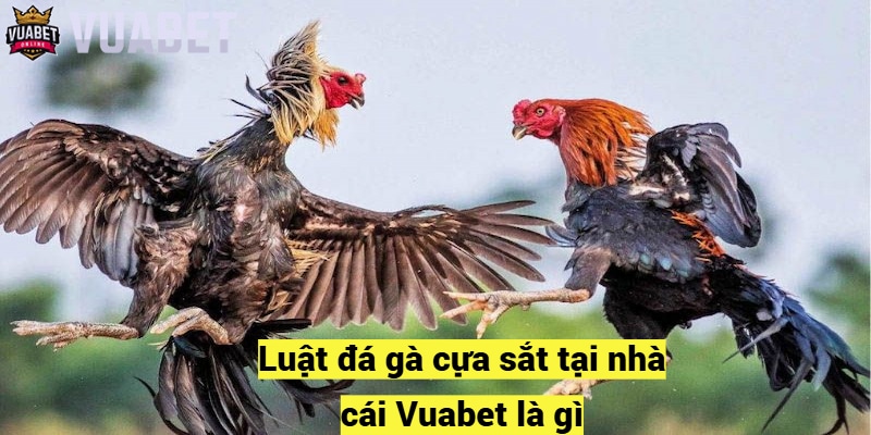 Luật đá gà cựa sắt tại nhà cái Vuabet là gì?