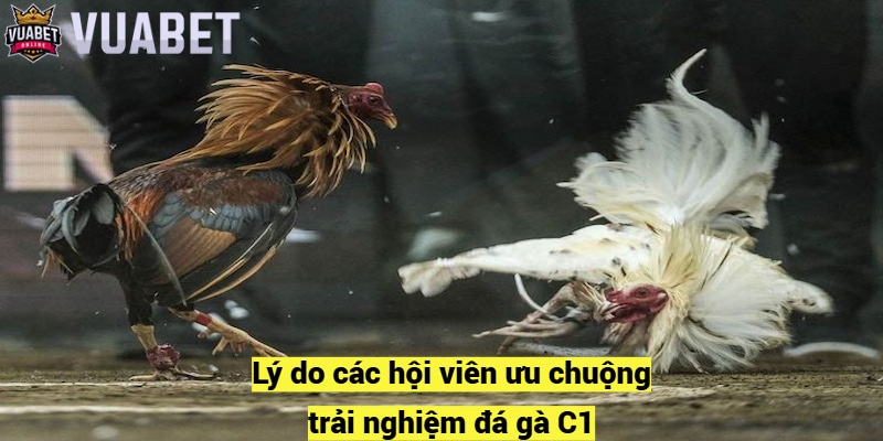 Lý do các hội viên ưu chuộng trải nghiệm đá gà C1