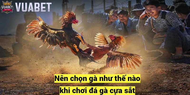 Nên chọn gà như thế nào khi chơi đá gà cựa sắt