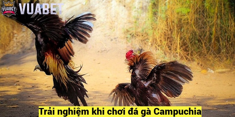 Trải nghiệm khi chơi đá gà Campuchia